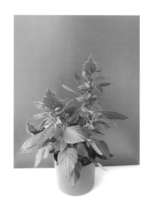 Figure 1 of US plant patent PP29610, the photograph of BKCELAPP printed in the patent.
