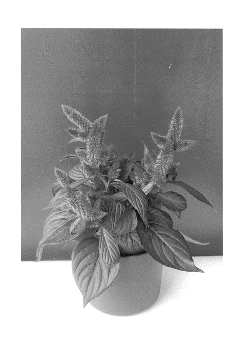 Figure 1 of US plant patent PP29611, the photograph of BKCELAV printed in the patent.