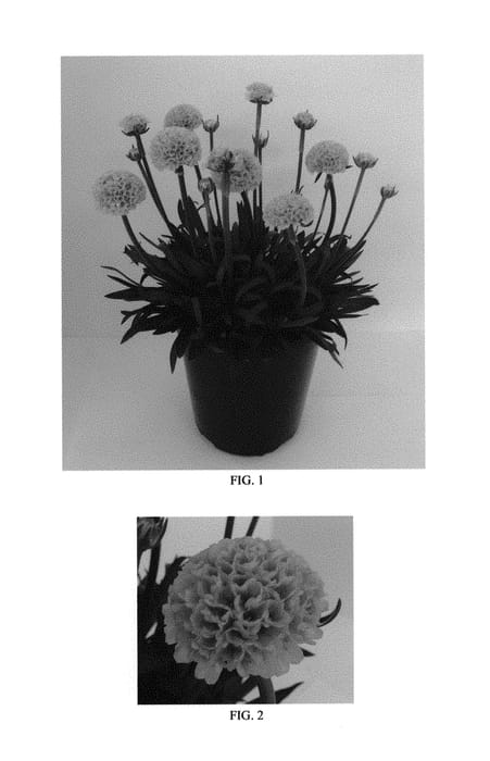 Figure 1 of US plant patent PP29612, the photograph of Sweet Dreams printed in the patent.
