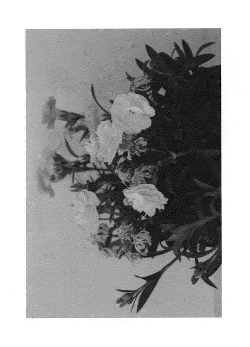 Figure 1 of US plant patent PP29613, the photograph of DCAPE04-0 printed in the patent.