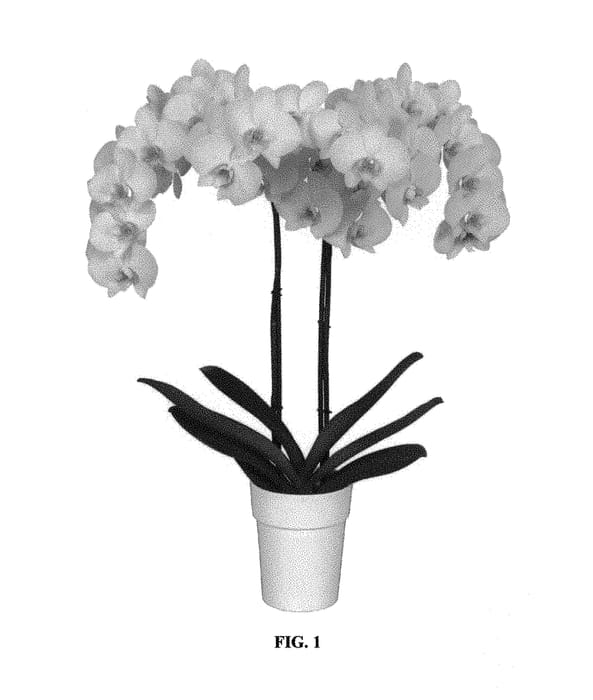 Figure 1 of US plant patent PP29614, the photograph of PHALFMACON printed in the patent.
