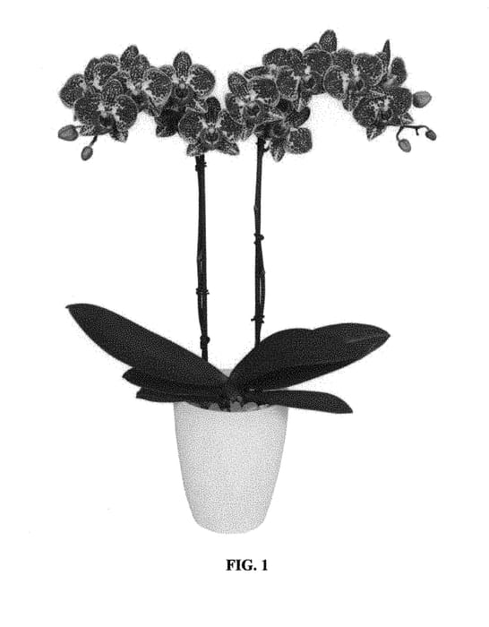 Figure 1 of US plant patent PP29615, the photograph of PHALFEQBIN printed in the patent.