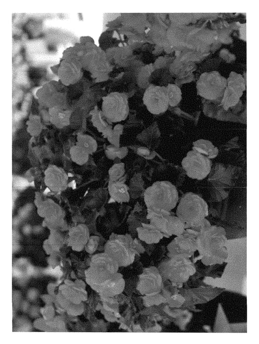 Figure 1 of US plant patent PP29616, the photograph of Fibegosora printed in the patent.