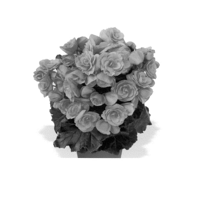 Figure 1 of US plant patent PP29617, the photograph of Fibegdraeven printed in the patent.