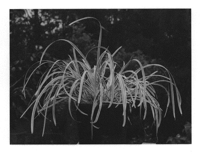 Figure 1 of US plant patent PP29618, the photograph of Muru printed in the patent.