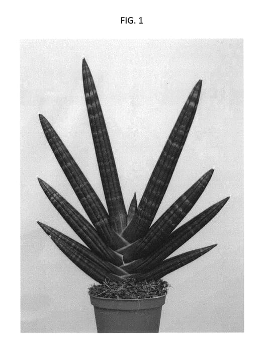 Figure 1 of US plant patent PP29619, the photograph of SUPSAN1603 printed in the patent.