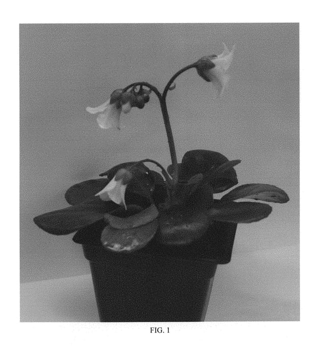 Figure 1 of US plant patent PP29620, the photograph of Merry Bells printed in the patent.