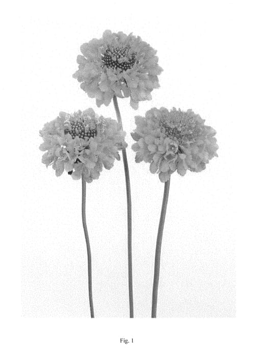 Figure 1 of US plant patent PP29621, the photograph of DCANDYSCOP printed in the patent.