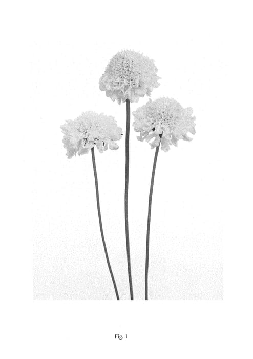 Figure 1 of US plant patent PP29622, the photograph of DVANILSCOP printed in the patent.