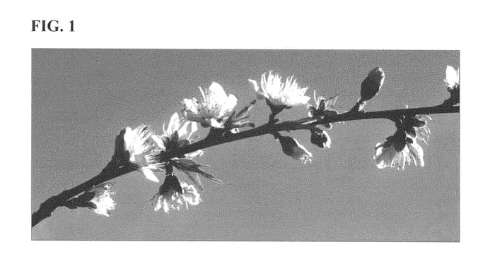Figure 1 of US plant patent PP29623, the photograph of Vilmos printed in the patent.