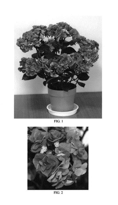 Figure 1 of US plant patent PP29624, the photograph of Fairy Love printed in the patent.