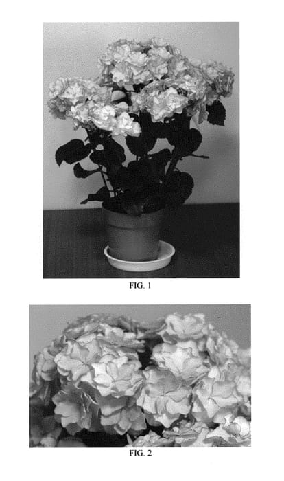 Figure 1 of US plant patent PP29625, the photograph of Keiko printed in the patent.