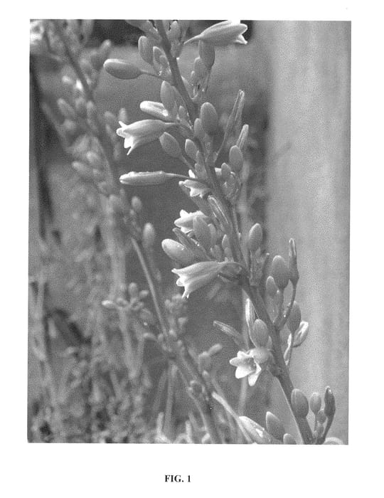 Figure 1 of US plant patent PP29626, the photograph of Coral Glow printed in the patent.
