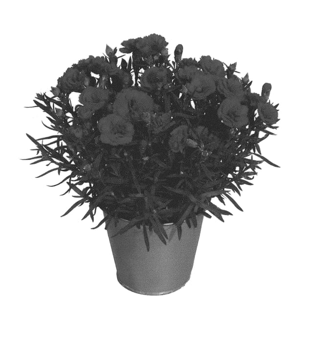 Figure 1 of US plant patent PP29627, the photograph of KLEDP16226 printed in the patent.