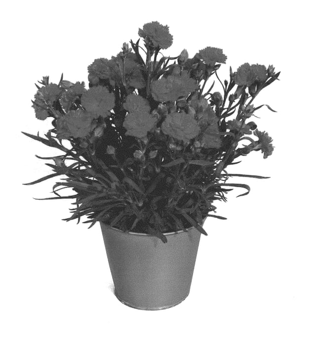 Figure 1 of US plant patent PP29628, the photograph of KLEDP16231 printed in the patent.