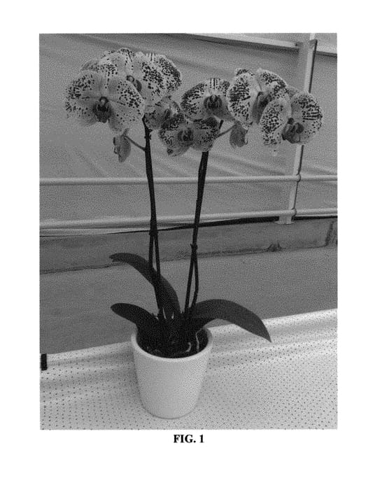 Figure 1 of US plant patent PP29629, the photograph of PHALFNIWIN printed in the patent.