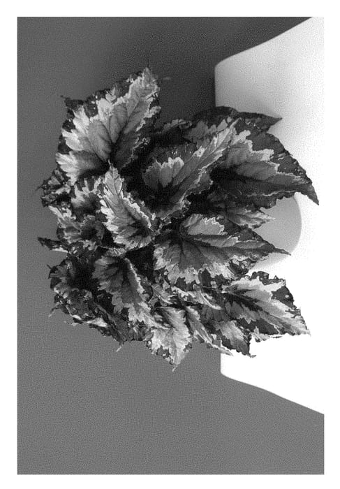 Figure 1 of US plant patent PP29630, the photograph of KRBELSS01 printed in the patent.