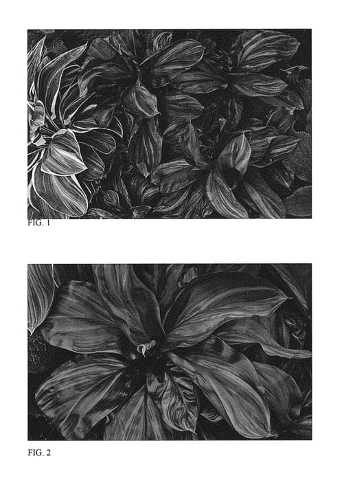 Figure 1 of US plant patent PP29631, the photograph of Cherry Cordial printed in the patent.
