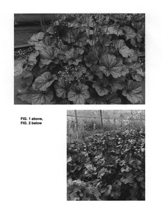 Figure 1 of US plant patent PP29632, the photograph of TNHEUNES printed in the patent.