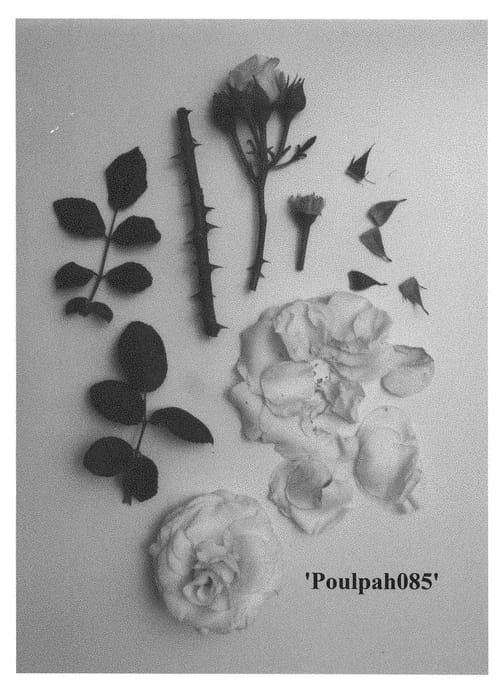 Figure 1 of US plant patent PP29633, the photograph of Poulpah085 printed in the patent.