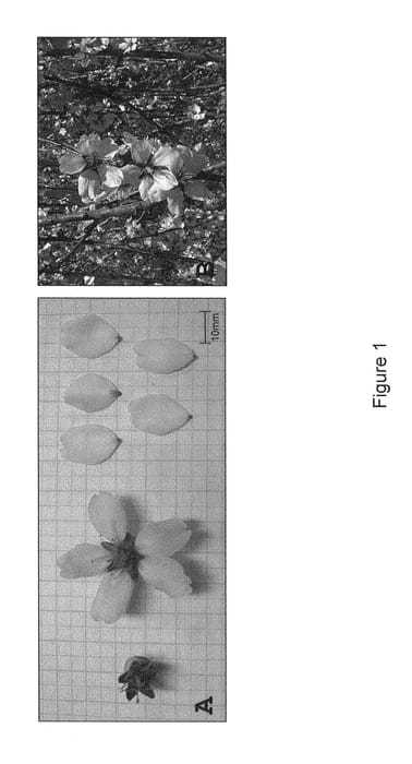 Figure 1 of US plant patent PP29634, the photograph of RHEA printed in the patent.