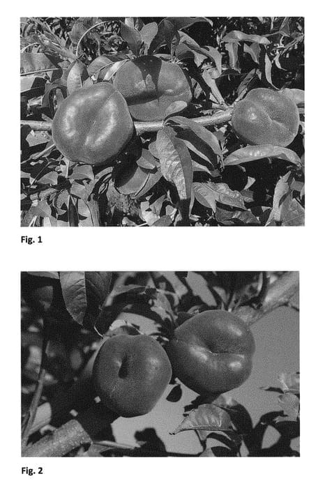 Figure 1 of US plant patent PP29635, the photograph of FLATWO printed in the patent.