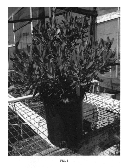 Figure 1 of US plant patent PP29636, the photograph of Hawaii Magic printed in the patent.