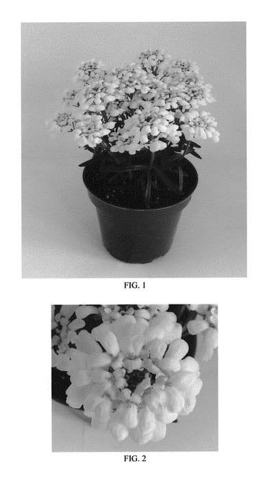 Figure 1 of US plant patent PP29637, the photograph of Snowsation printed in the patent.