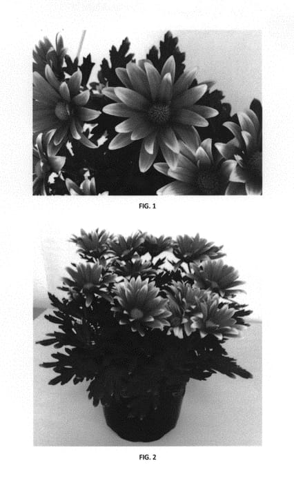 Figure 1 of US plant patent PP29638, the photograph of CIDZ0089 printed in the patent.