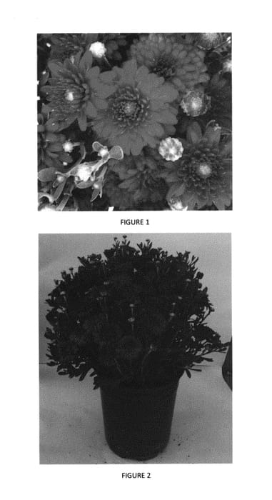 Figure 1 of US plant patent PP29639, the photograph of CIFZ0048 printed in the patent.