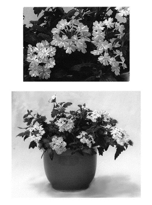 Figure 1 of US plant patent PP29640, the photograph of RIKA18302M printed in the patent.