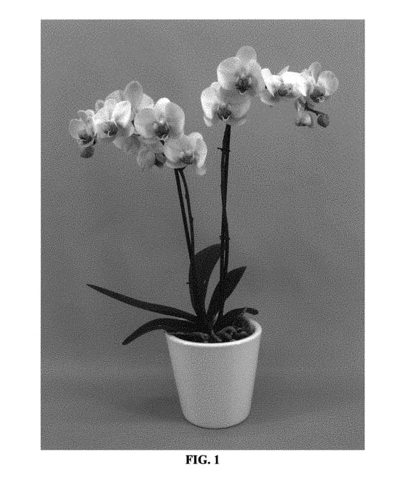 Figure 1 of US plant patent PP29641, the photograph of PHALDILEP printed in the patent.