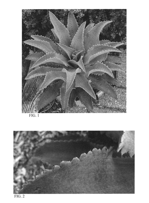 Figure 1 of US plant patent PP29642, the photograph of Silver Fox printed in the patent.
