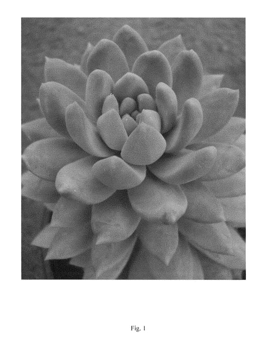 Figure 1 of US plant patent PP29643, the photograph of Lilac Mist printed in the patent.