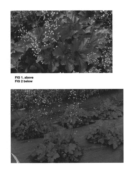 Figure 1 of US plant patent PP29644, the photograph of TNHEUFR printed in the patent.