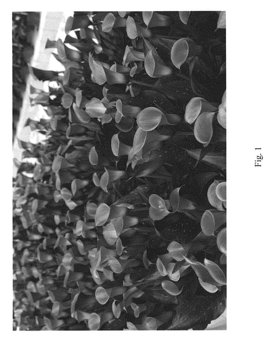 Figure 1 of US plant patent PP29645, the photograph of New York printed in the patent.