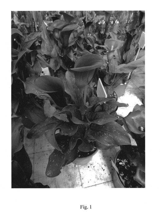 Figure 1 of US plant patent PP29646, the photograph of Santiago printed in the patent.