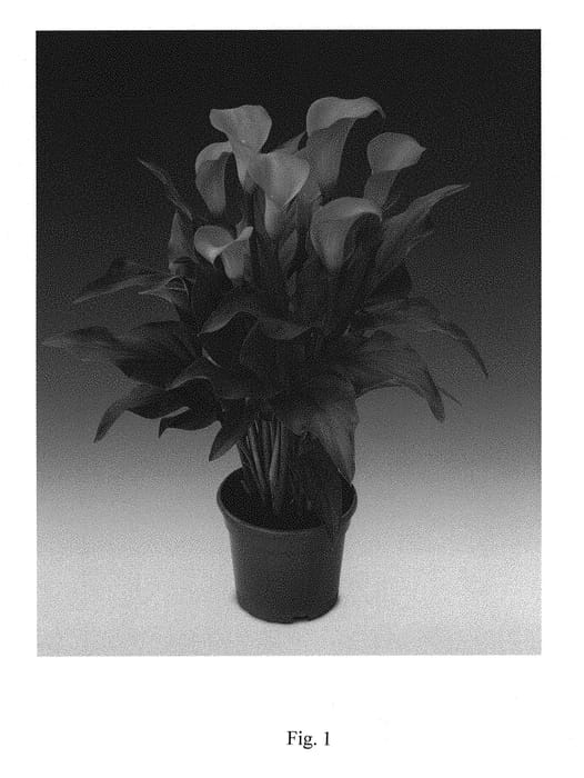 Figure 1 of US plant patent PP29647, the photograph of Cancun printed in the patent.