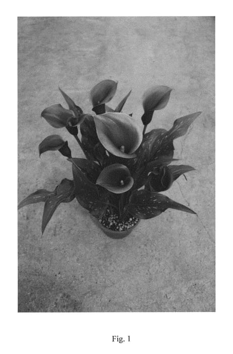 Figure 1 of US plant patent PP29648, the photograph of Purple Spirit printed in the patent.