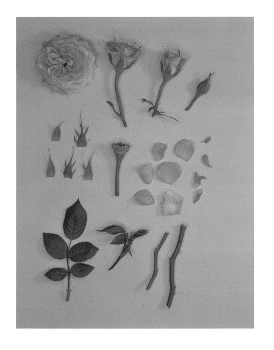 Figure 1 of US plant patent PP29649, the photograph of KORpot075 printed in the patent.