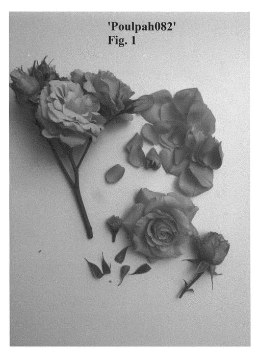 Figure 1 of US plant patent PP29650, the photograph of Poulpah082 printed in the patent.