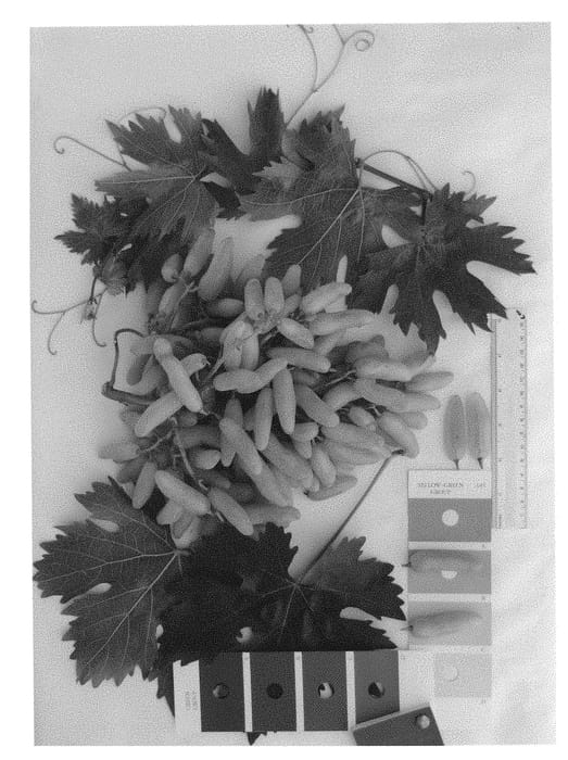 Figure 1 of US plant patent PP29651, the photograph of IFG Twenty-nine printed in the patent.