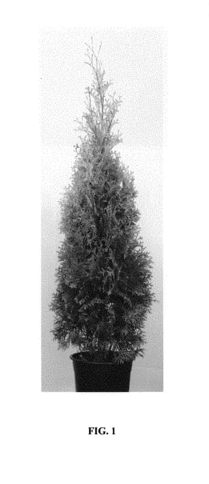 Figure 1 of US plant patent PP29652, the photograph of Hoogi023 printed in the patent.