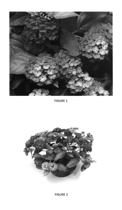 Figure 1 of US plant patent PP29653, the photograph of LANZ0015 printed in the patent.