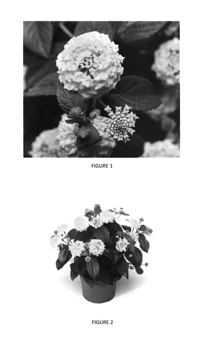 Figure 1 of US plant patent PP29654, the photograph of LANZ0014 printed in the patent.