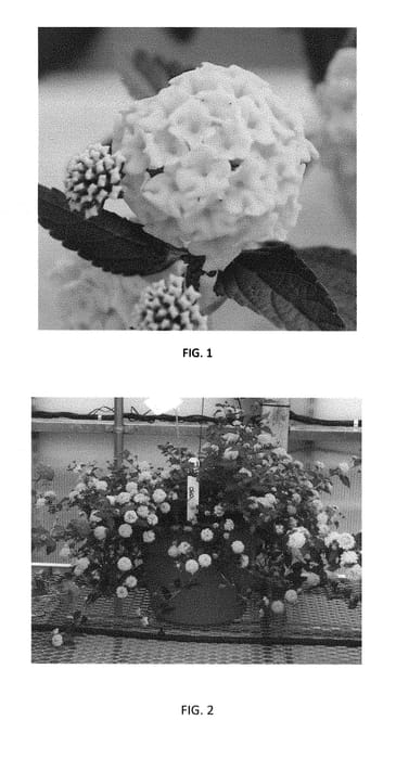 Figure 1 of US plant patent PP29655, the photograph of LANZ0012 printed in the patent.