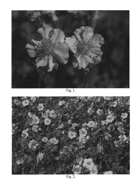 Figure 1 of US plant patent PP29656, the photograph of Solid Gold Dancer printed in the patent.