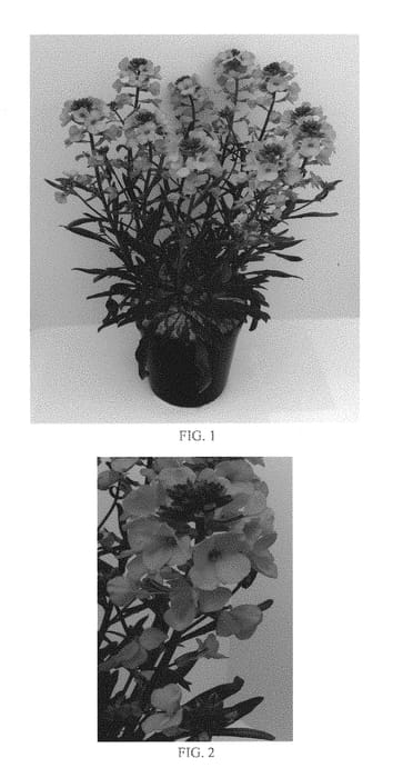 Figure 1 of US plant patent PP29657, the photograph of Balcherflora printed in the patent.