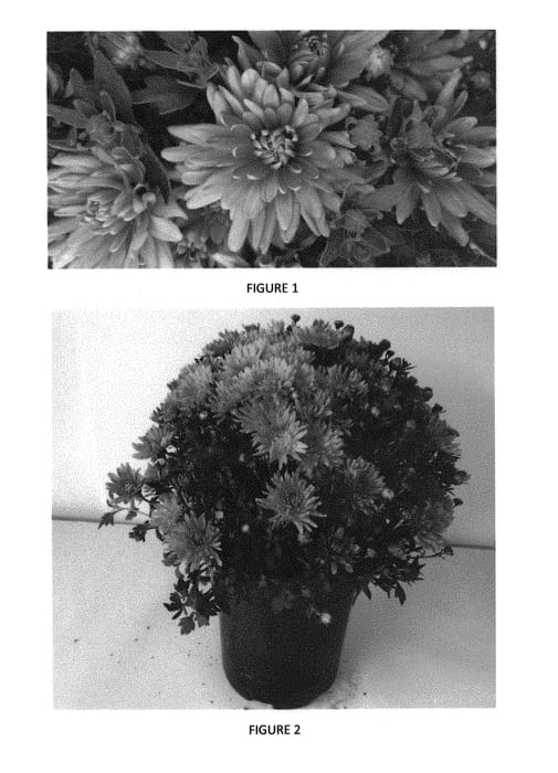 Figure 1 of US plant patent PP29658, the photograph of CIFZ0050 printed in the patent.