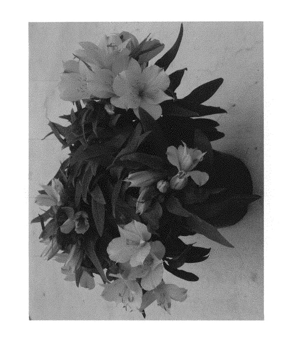 Figure 1 of US plant patent PP29659, the photograph of Zaprilisa printed in the patent.